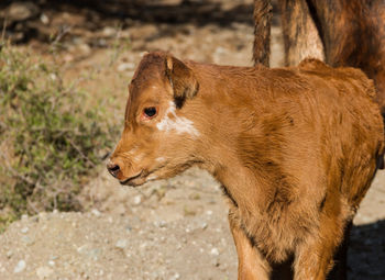 Portrait of a light brown calf in the field