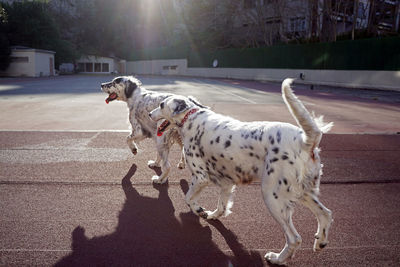 Dogs playing in the park