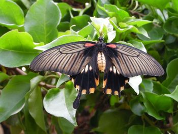 Butterfly perching on leaf