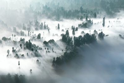 Panoramic view of trees on landscape against sky