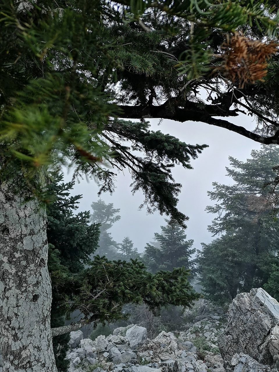 LOW ANGLE VIEW OF TREES ON ROCKS