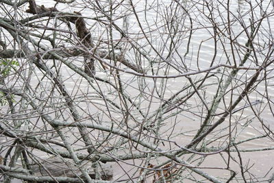 Close-up of bare tree during winter