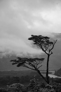 Silhouette tree against sky