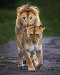 Lioness looking away