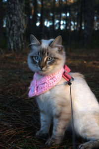 Portrait of cat sitting on field