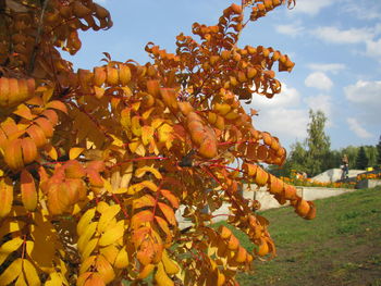 Close-up of orange tree against sky