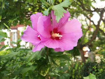 Close-up of hibiscus blooming outdoors