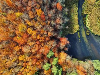 Full frame shot of autumn tree