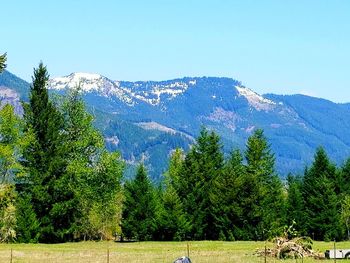 Scenic view of trees on field against clear sky