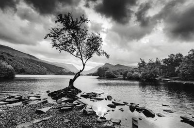 Tree by lake against sky