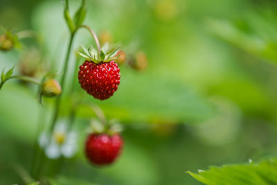fruit