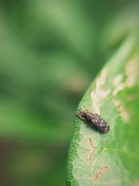 Close-up of insect on leaf