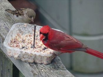 Close-up of bird perching on wood