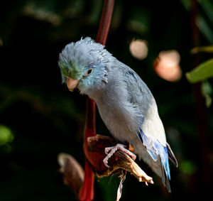 Close-up of bird