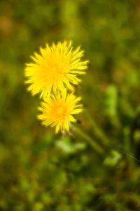 Close-up of dandelion