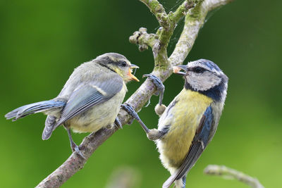 Bluetit feeding a young bluetit on a branch 