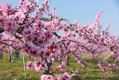 Close-up of pink flowers blooming on tree