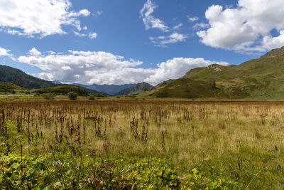 Scenic view of field against sky