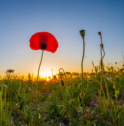 Red poppy flowers in field at sunset