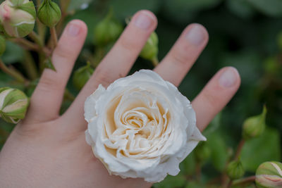 Close-up of woman hand holding white rose outdoors