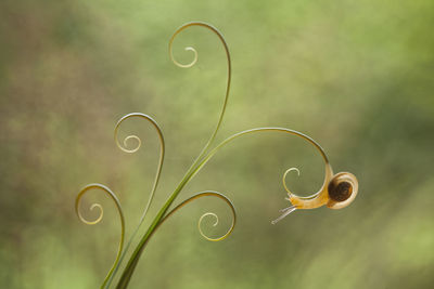 Snail from borneo forest