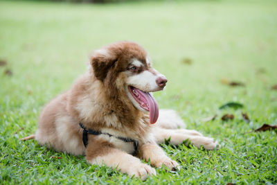 Dog sitting on grass