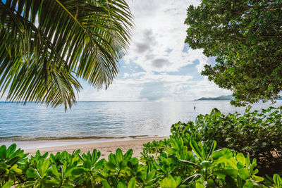 Palm tree by sea against sky