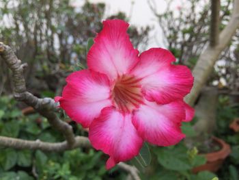 Close-up of red hibiscus blooming outdoors