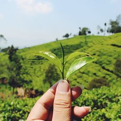 Close-up of hand holding plant