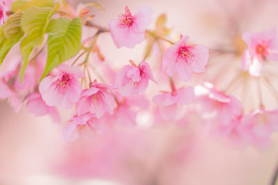 Close-up of pink cherry blossoms