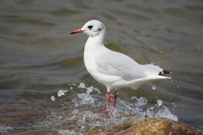 Seagull perching on a lake