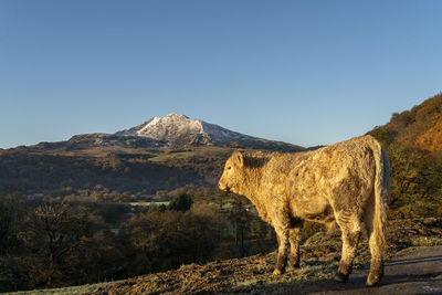 A young bull gazing out at the mountain