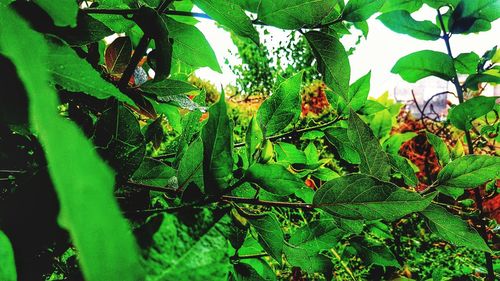 Close-up of fresh green flowering plant