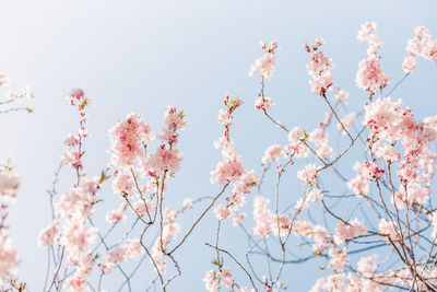 Low angle view of cherry blossoms against sky