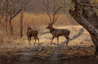 Deer in a forest