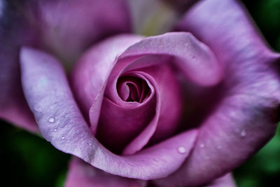 Close-up of pink rose