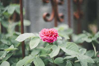 Close-up of pink flowering plant