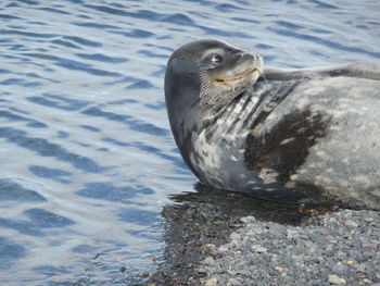 Close-up of duck swimming in water