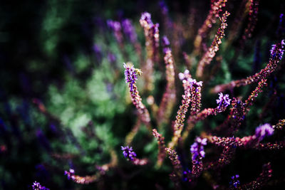 Close-up of purple flowering plant