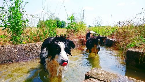 Dog on wet grass against sky