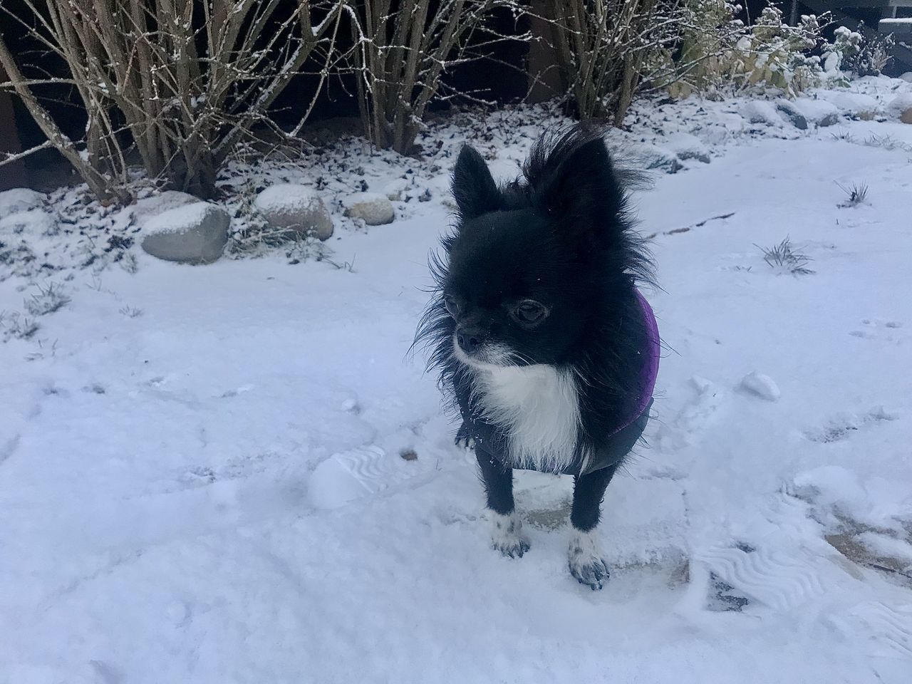 DOG ON SNOW COVERED FIELD