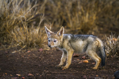 Jackal against plants in forest