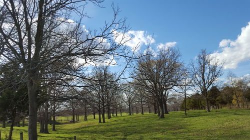 Trees on grassy field