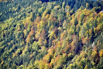 Scenic view of forest