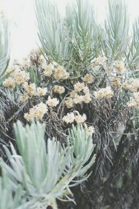 Close-up of pine tree in winter