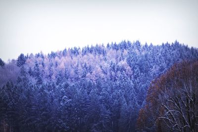 Trees in forest against clear sky during winter