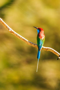 Close-up of bird perching on branch