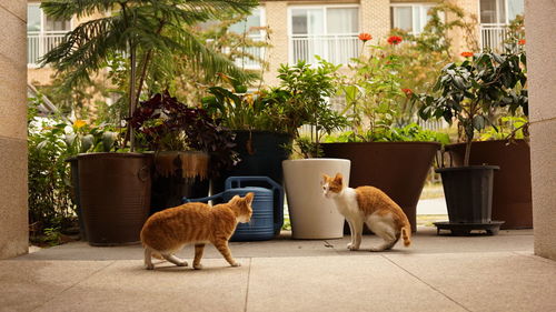 Cats relaxing in yard