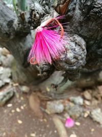 Close-up of butterfly on pink flower