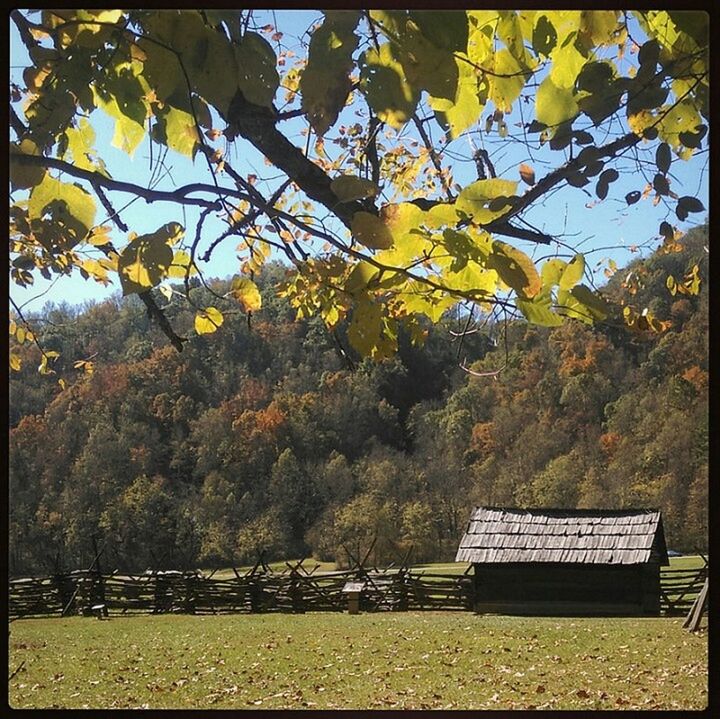 VIEW OF TREE ON BENCH